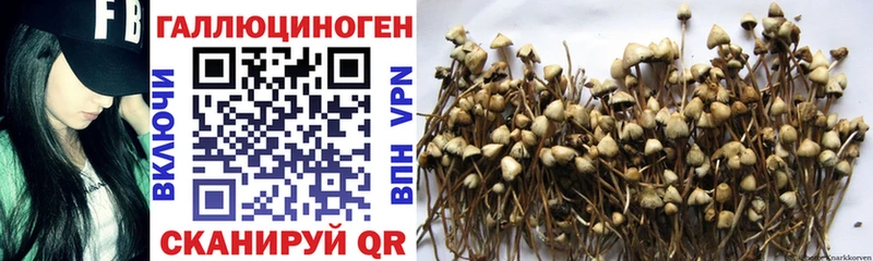кракен ССЫЛКА  что такое наркотик  Севастополь  Псилоцибиновые грибы Cubensis 